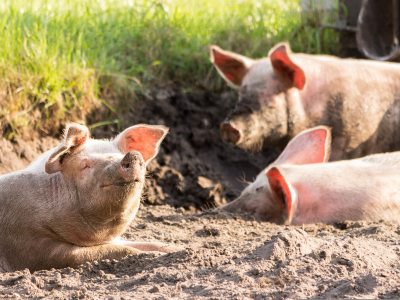 Looking to grow MB Pork industry