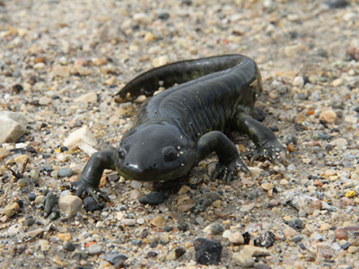 Watch for Salamanders in RMNP