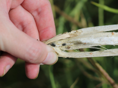 Canola Council Wants Sclerotinia Samples
