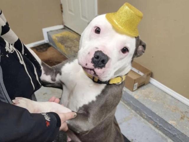 Celebrating Two Pawsome Years
