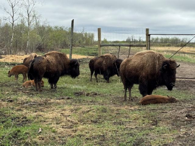 Bison Babies Bring Hope to Sandy Bay