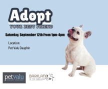 Adopt a pet at Pet Valu in the Dauphin Marketplace Mall.jpg