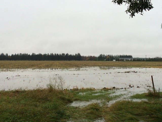 A saturated field in Dauphin