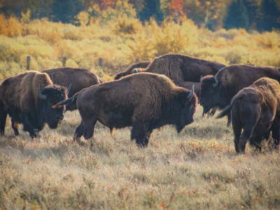 Bison Paradise Just South Of Dauphin 