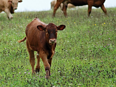 Province Supports Livestock Producers