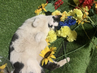 Chasing Mice in Heaven