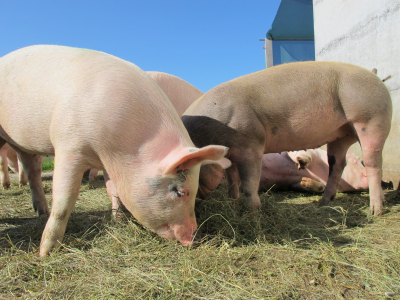 Province Announces Tariff Supports
