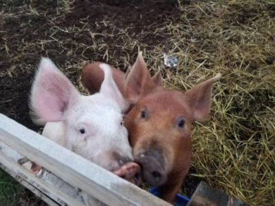 Trade to be a hot topic at MB Pork AGM