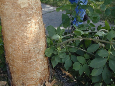 Check Your Trees For Pests This Month