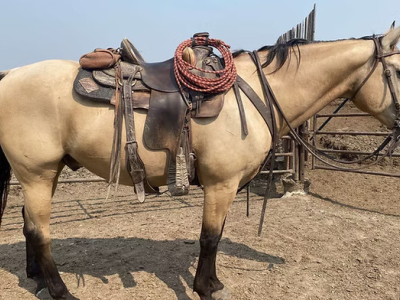 True North Horse Sale Consignment Soon