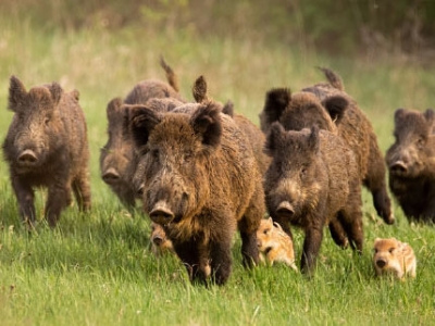 Tracking Wild Pigs in Manitoba