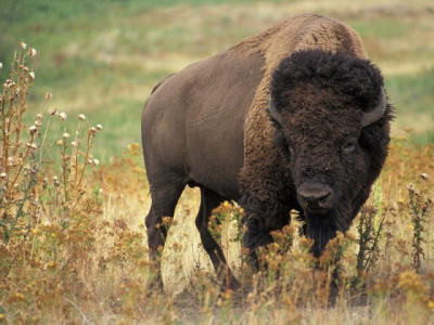 Bison Hunt Busted In Russel-Binscarth RM