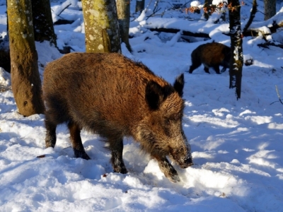 Manitoba Pork Supports Reliefs from MASC