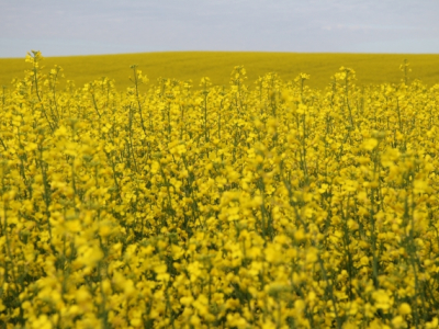 Harvest slowly progressing in Northwest