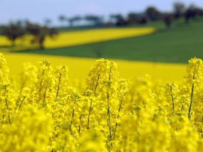 Harvest Starts for Crops in Northwest