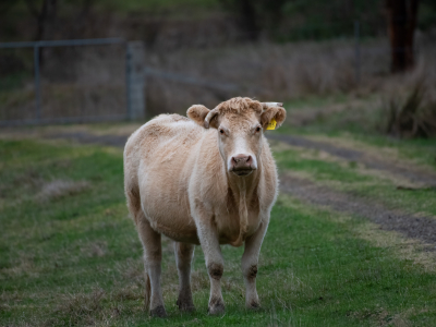 4-H Beef and Sheep show set to return 