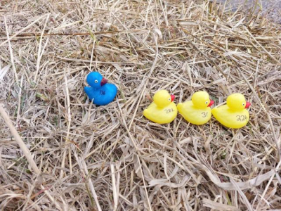 Ready, Set, Quack