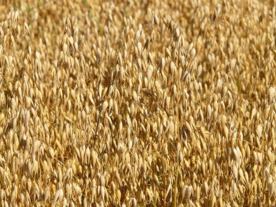 Harvest Starts in Areas of the Northwest