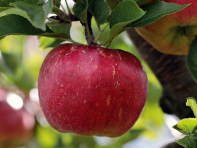 Branch Out with Free Trees