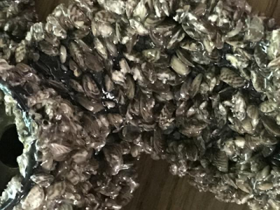 Provincial money to combat zebra mussels
