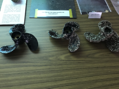 Zebra Mussels in Lake Winnipegosis